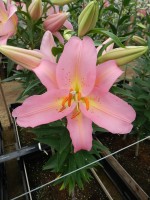 [4201 Fenice No02.JPG]